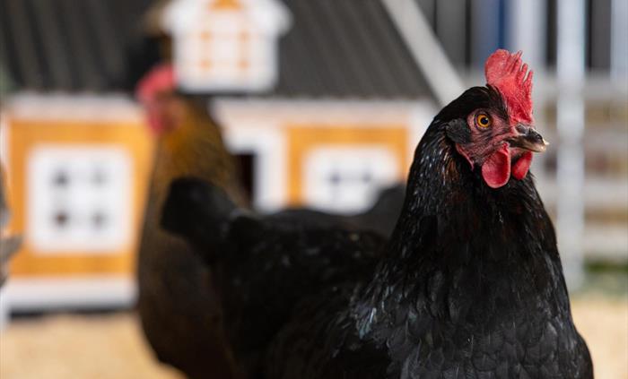 Chicken